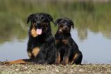 BEAUCERON - PUPPIES 207